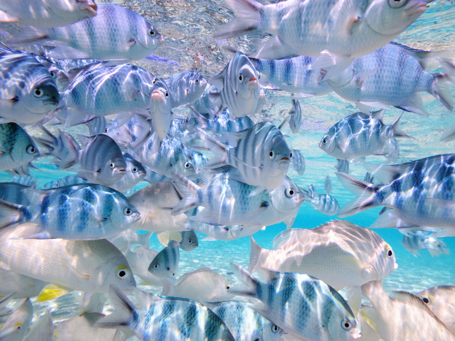 Many blue-and-white striped fish, and some silver fish with yellow fins, gather in very clear blue waters in the Cook Islands