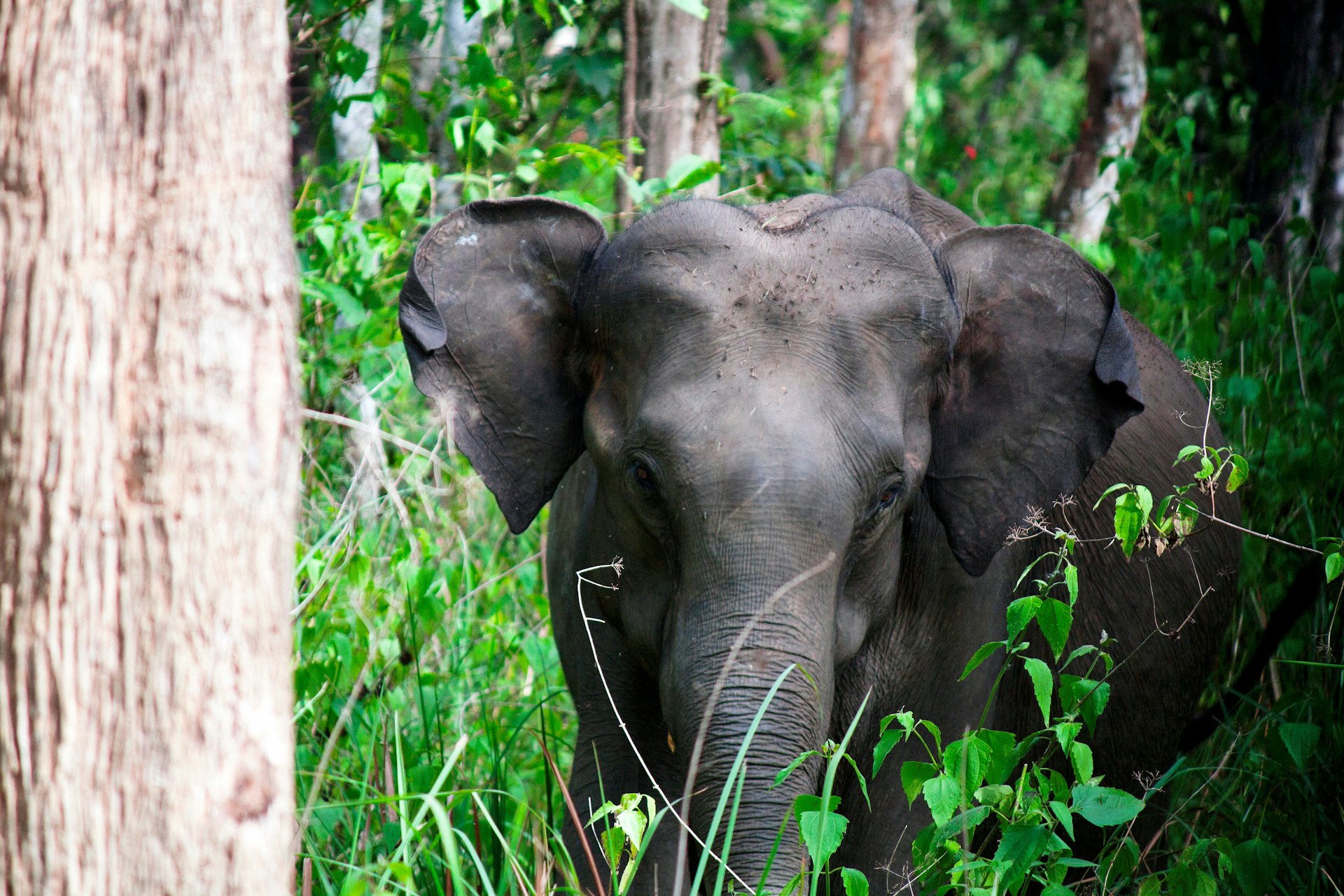 Wild jumbos roam the forests of Wayanad Wildlife Sanctuary © Athul Krishnan / Getty Images