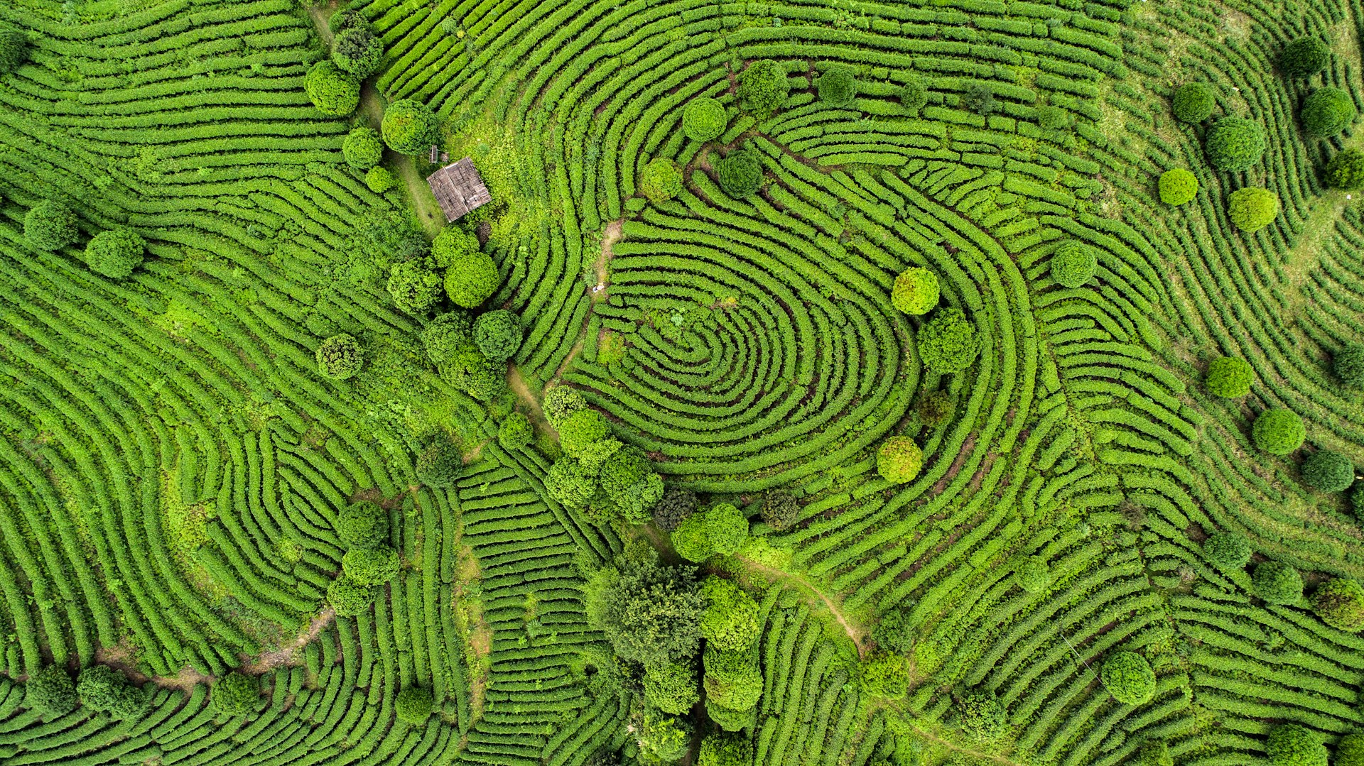 Tea bushes forming giant fingerprints when viewed from above © craftvision / Getty Images