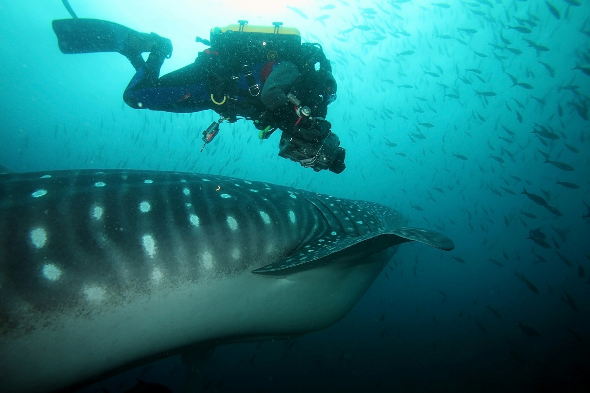 Features - Scuba diver filming whale shark