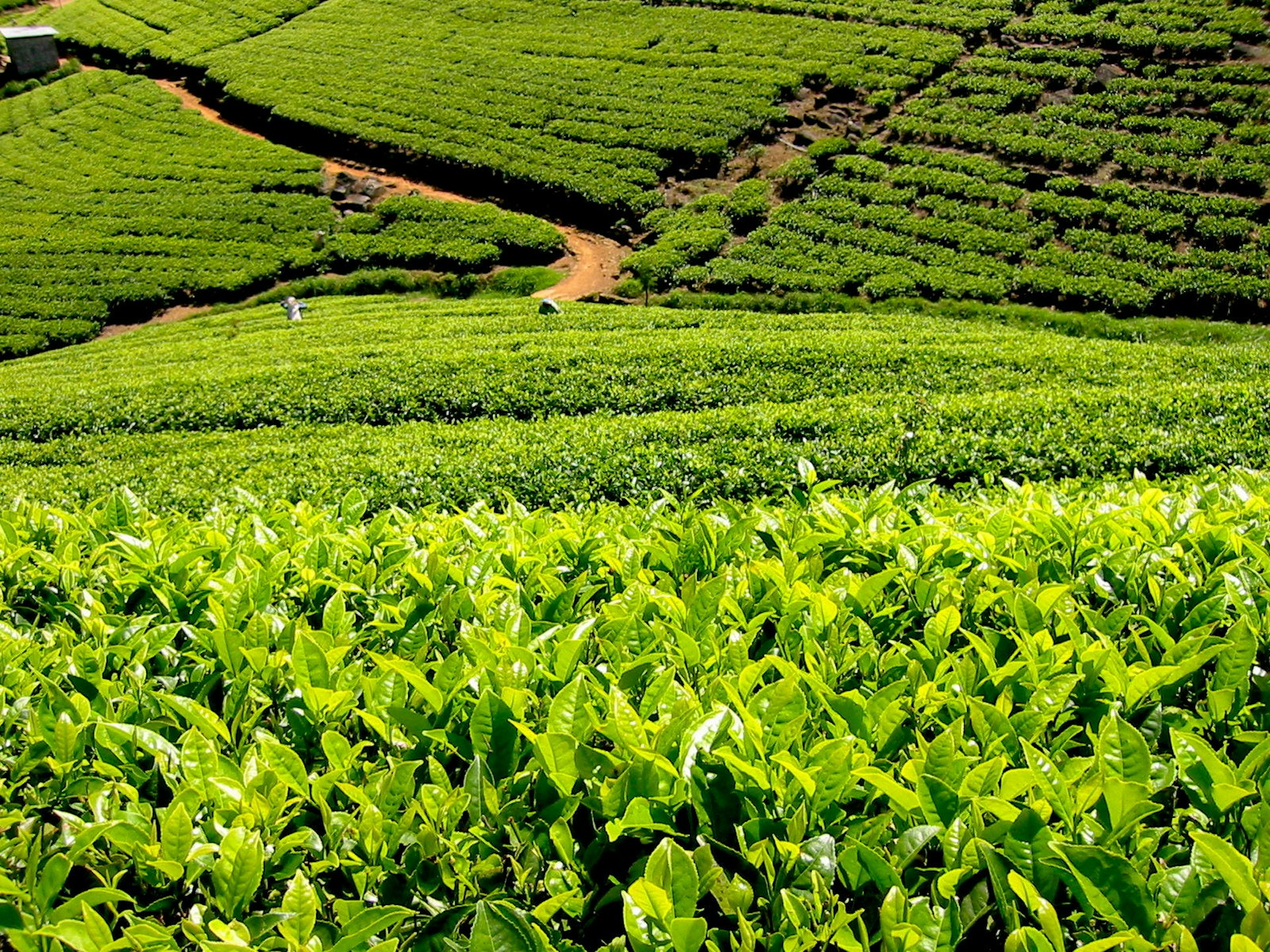 Lipton's sea of green, near Haputale © Ethan Gelber / Lonely Planet