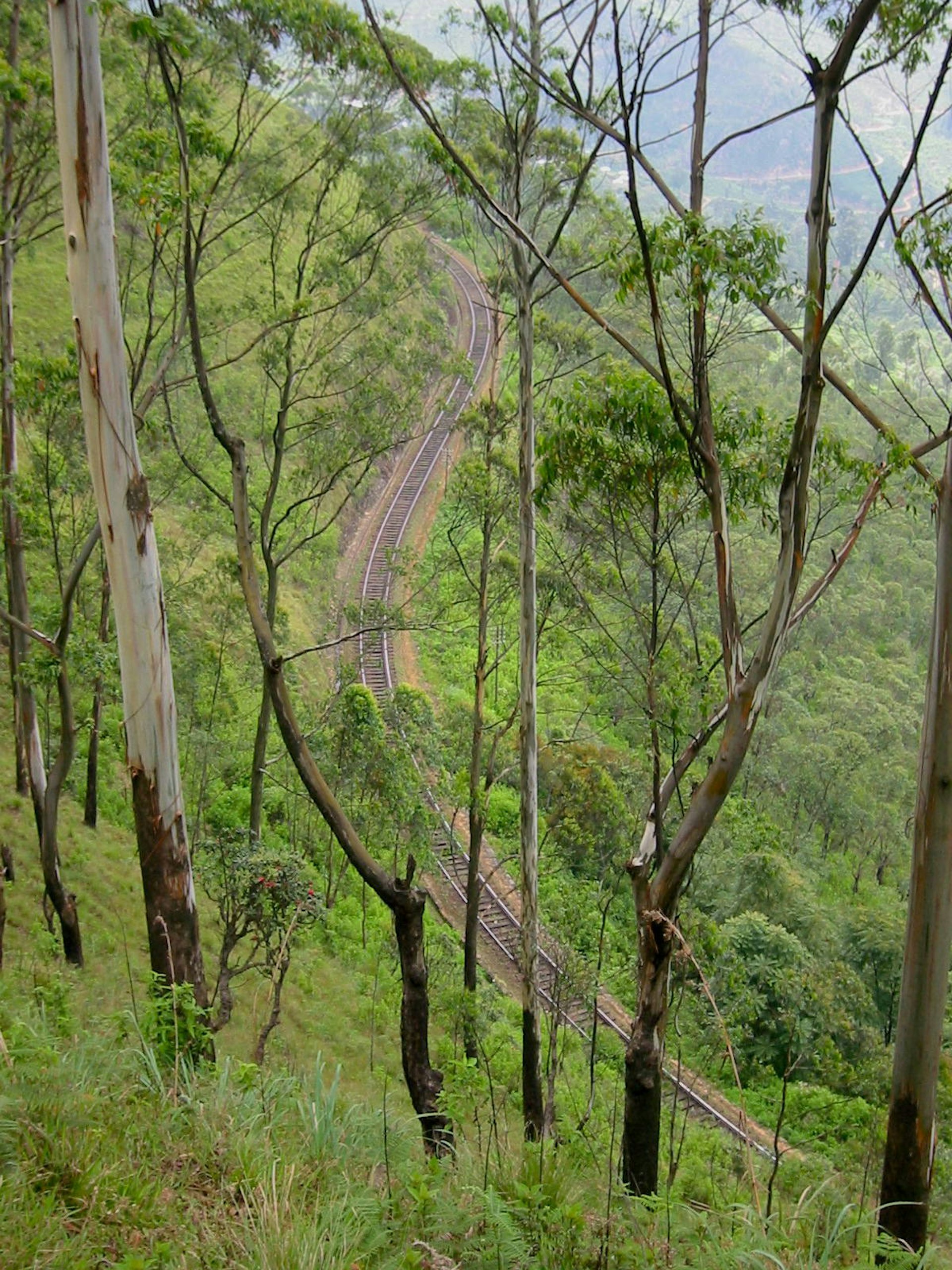 Railtracks through the trees in the Tangamale Sanctuary © Ethan Gelber / Lonely Planet