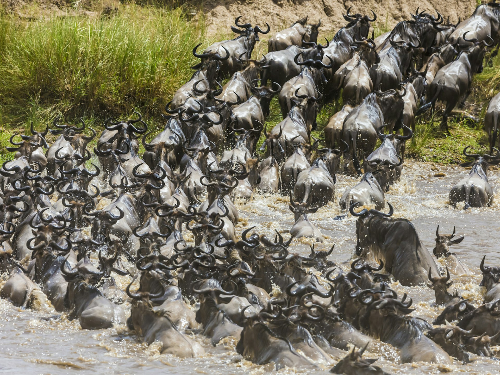 Approximately 50 wildebeest plough through the Mara, churning the brown river water, during the migration in Kenya