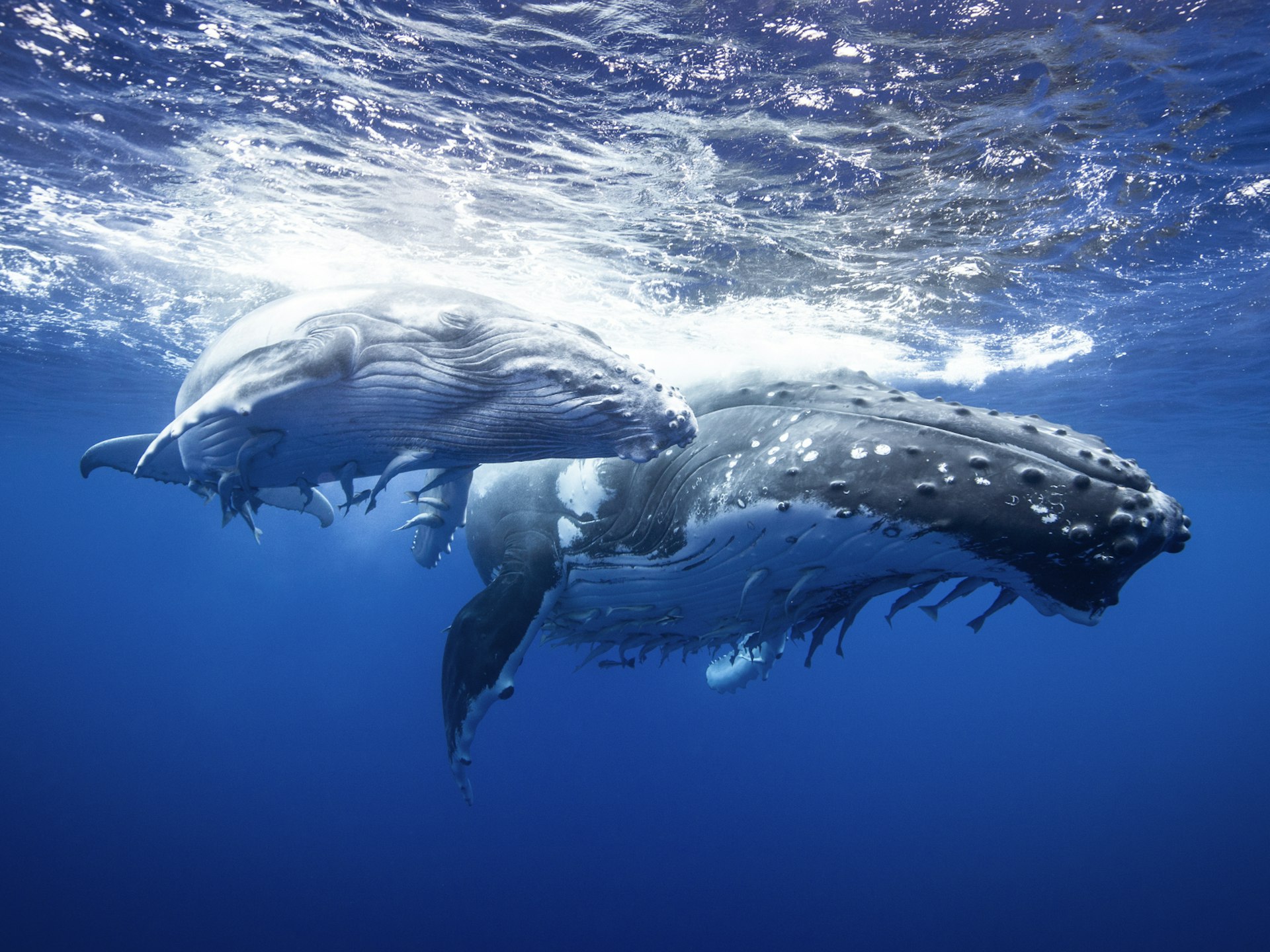 An underwater upwards angle of a humpback and her calf, who have recently broken the surface and have white churned-up water above them. Below is dark blue ocean