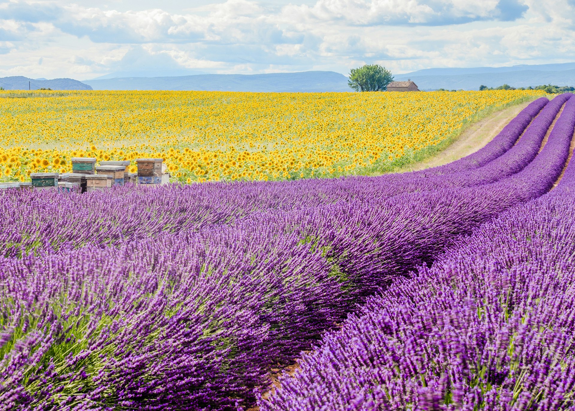 Colourful French fields in Provence. A field of yellow sunflowers runs parallel to a field of purple lavender