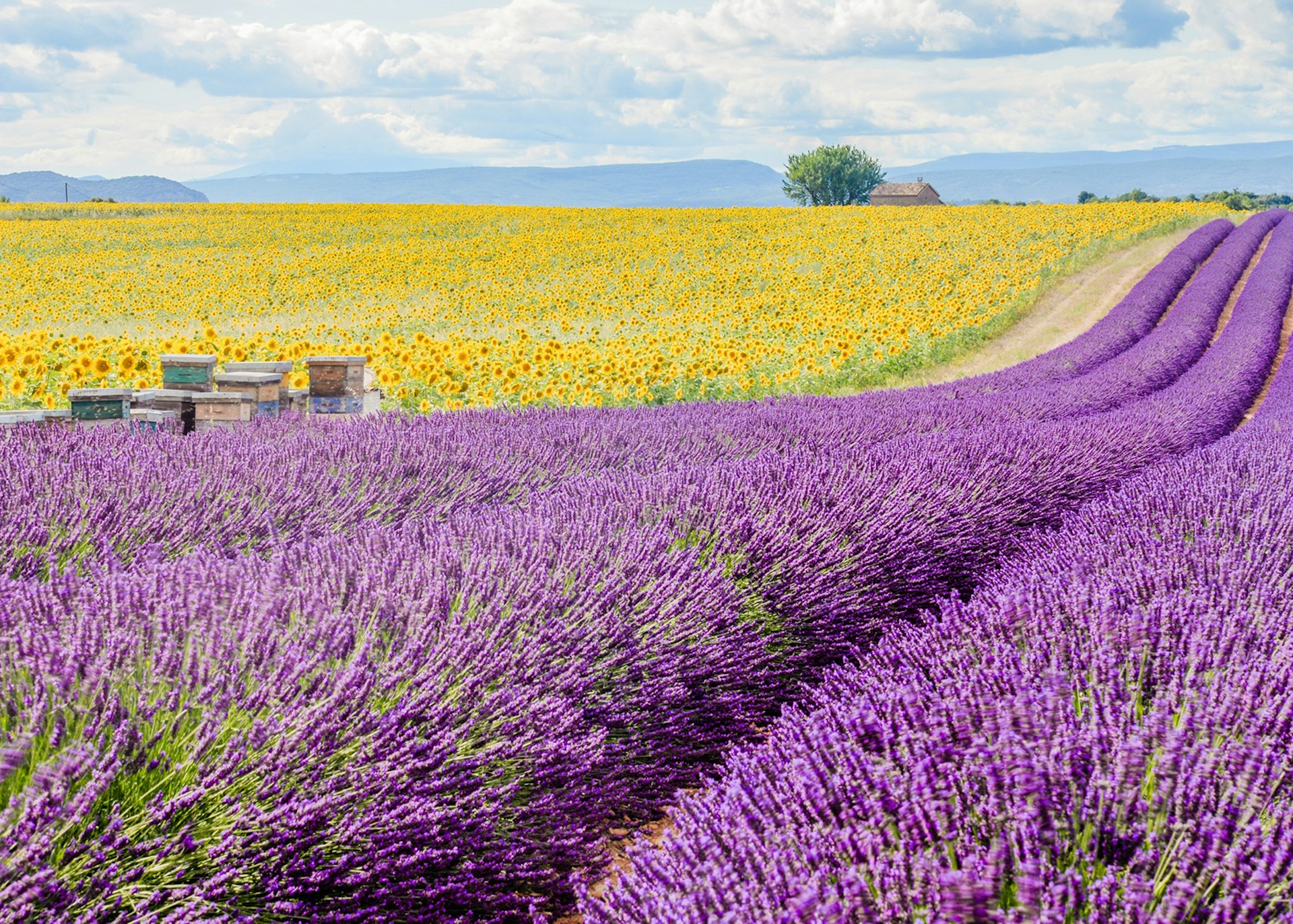 Colourful French fields in Provence ©Linhking / 500px