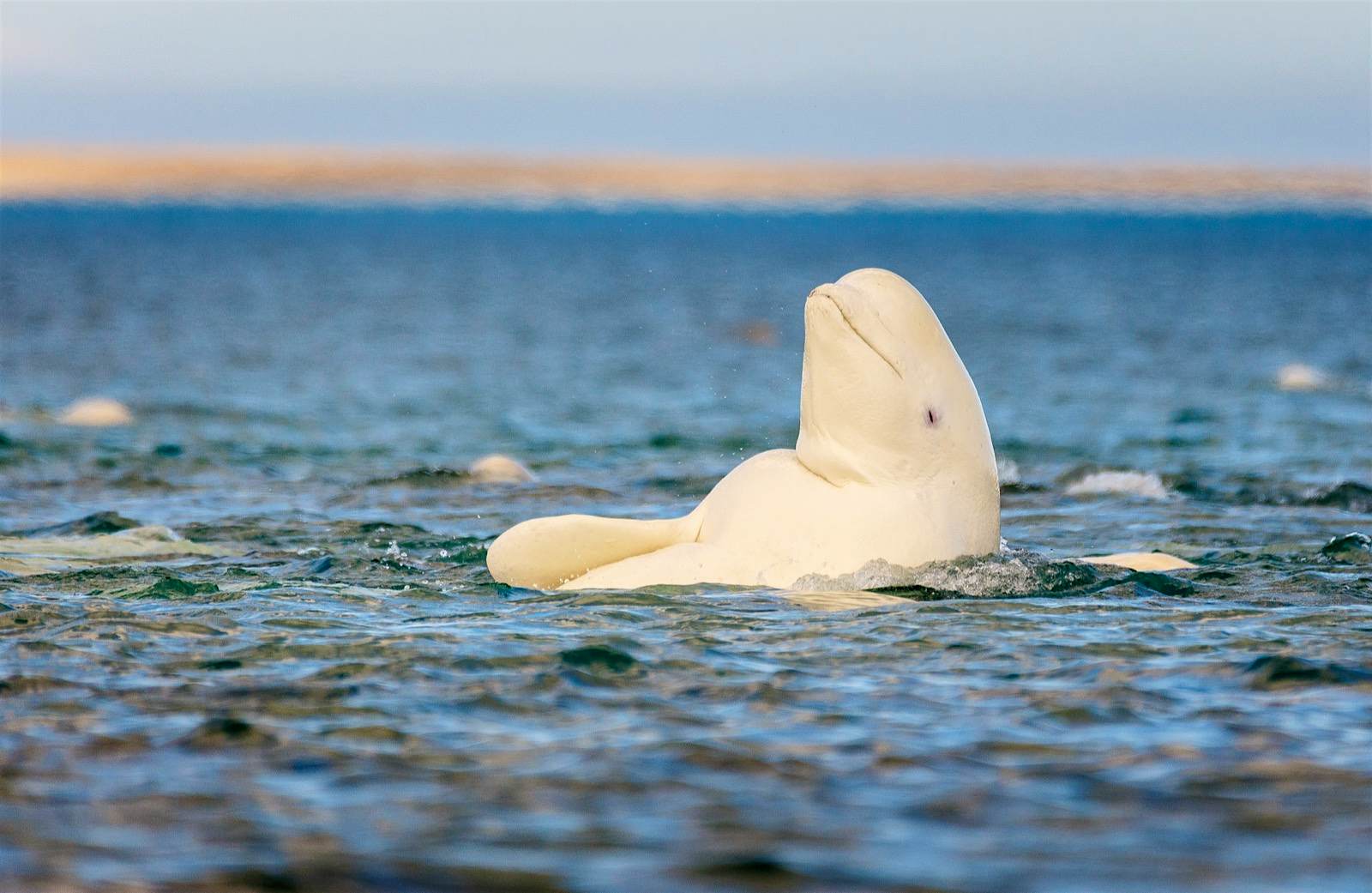Features - Beluga Back Roll A beluga whale rolls at the surface of the water, making it look like it's laying backward and smiling in a relaxing way