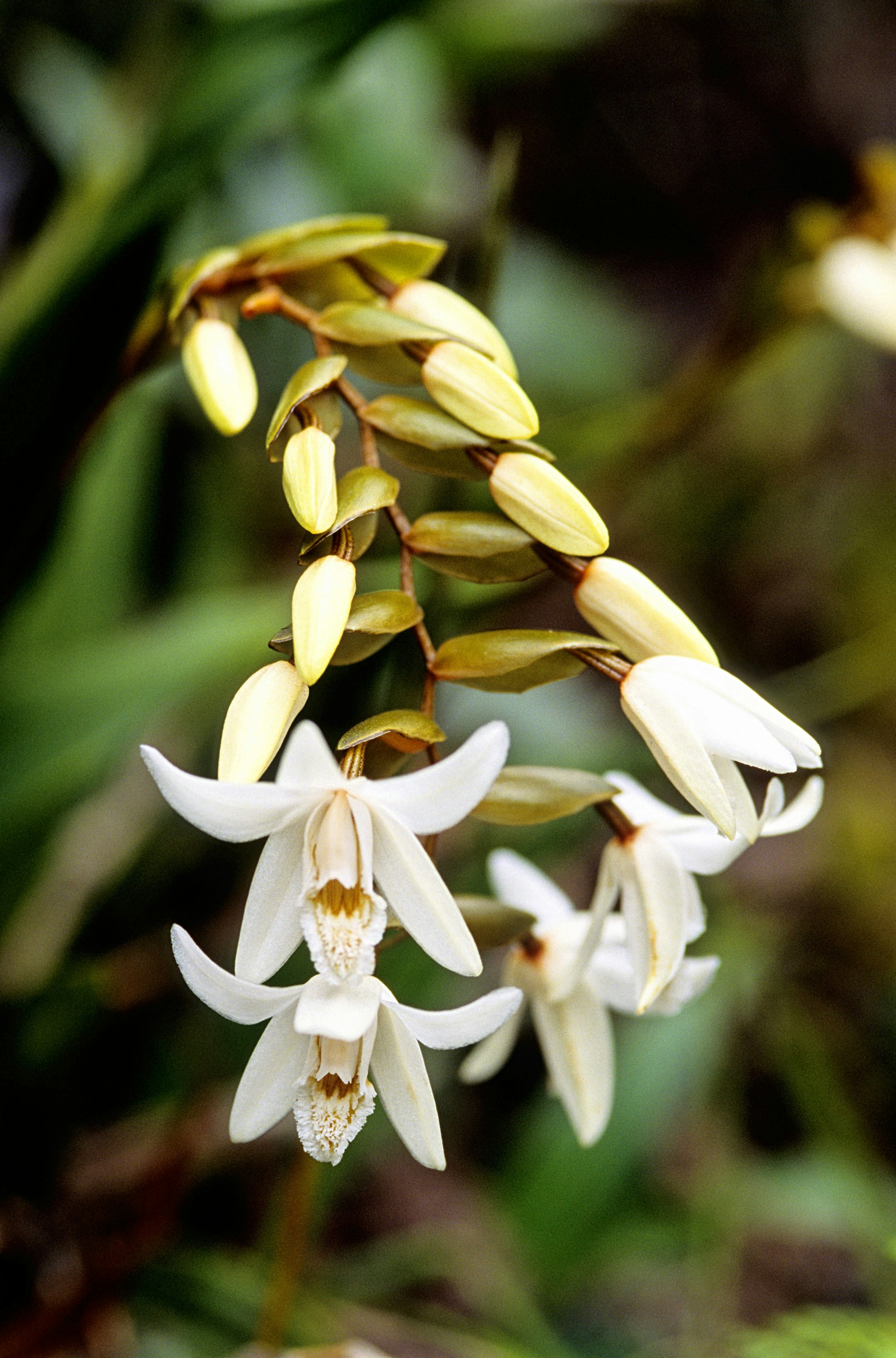 A white orchid on Mount Kinabalu, which has 800 orchid species