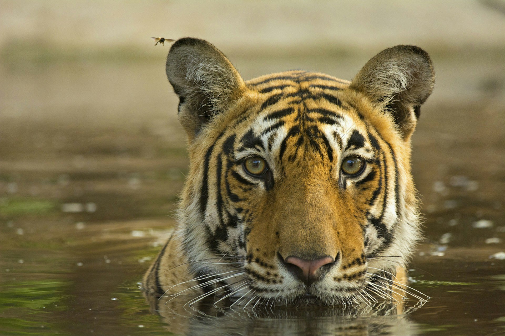 Shere Khan, is that you? © dickysingh / Getty Images