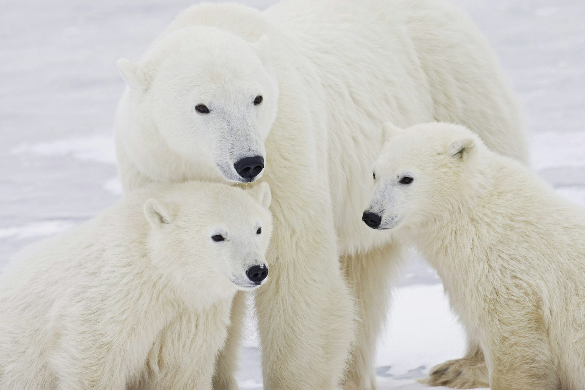 A family of polar bears huddle in Churchill, Canada © Robert Sicilano / Getty Images