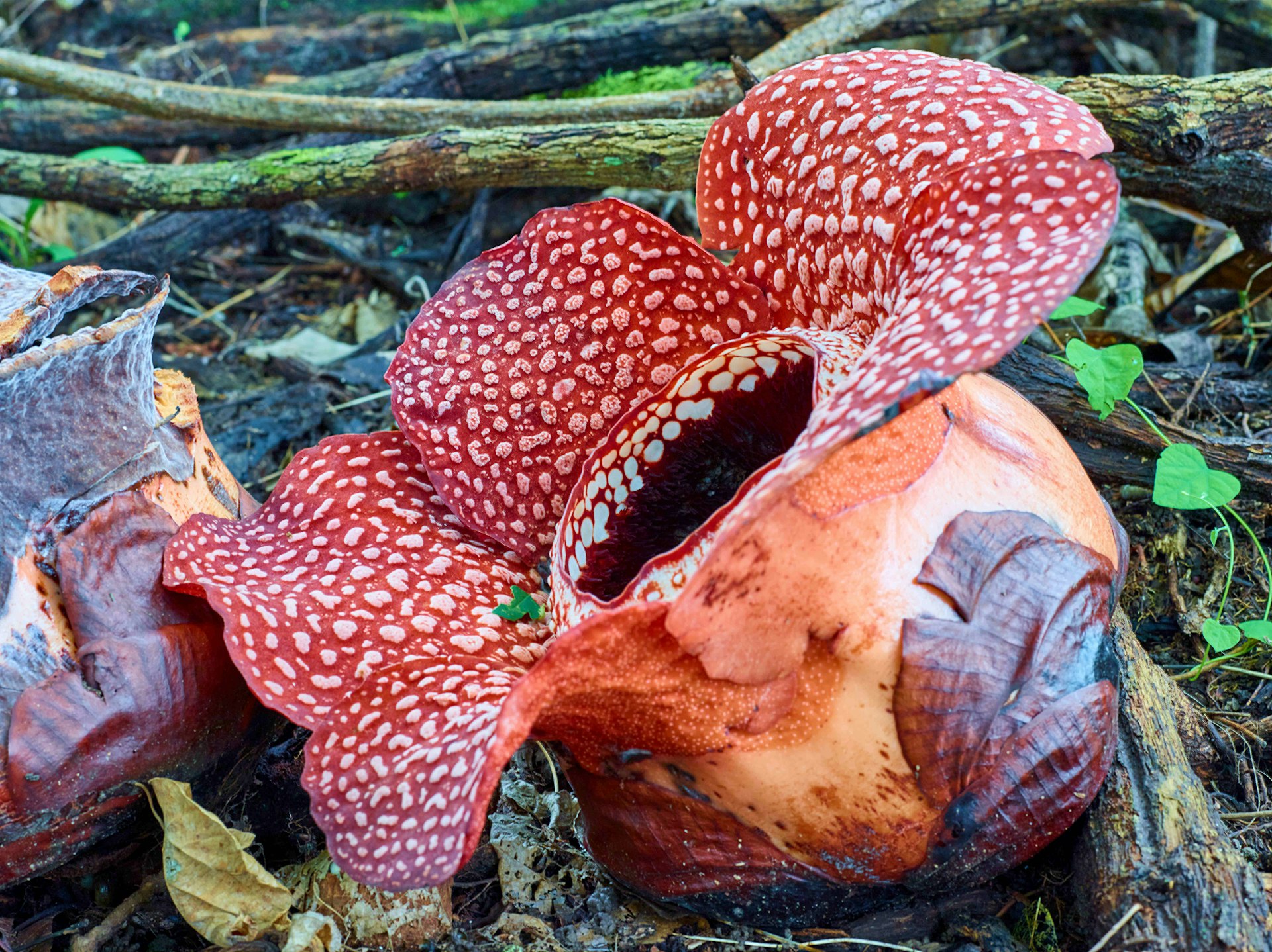 The huge red and white flowers of the stinky rafflesia plant, which you're unlikely to miss if you get too close on your hike up Mount Kinabalu