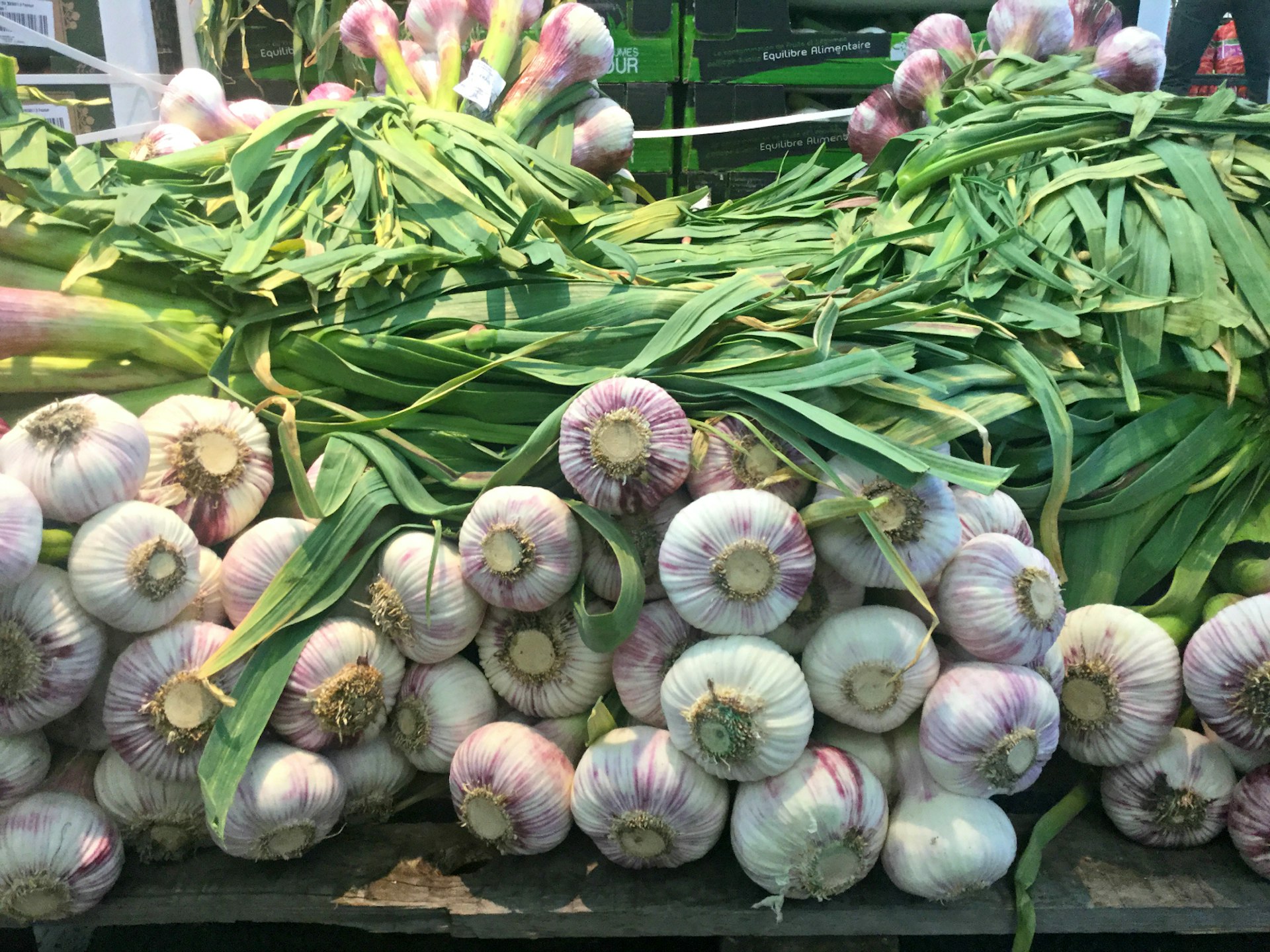 Bunches of fresh garlic at Rungis International Market in Paris, France