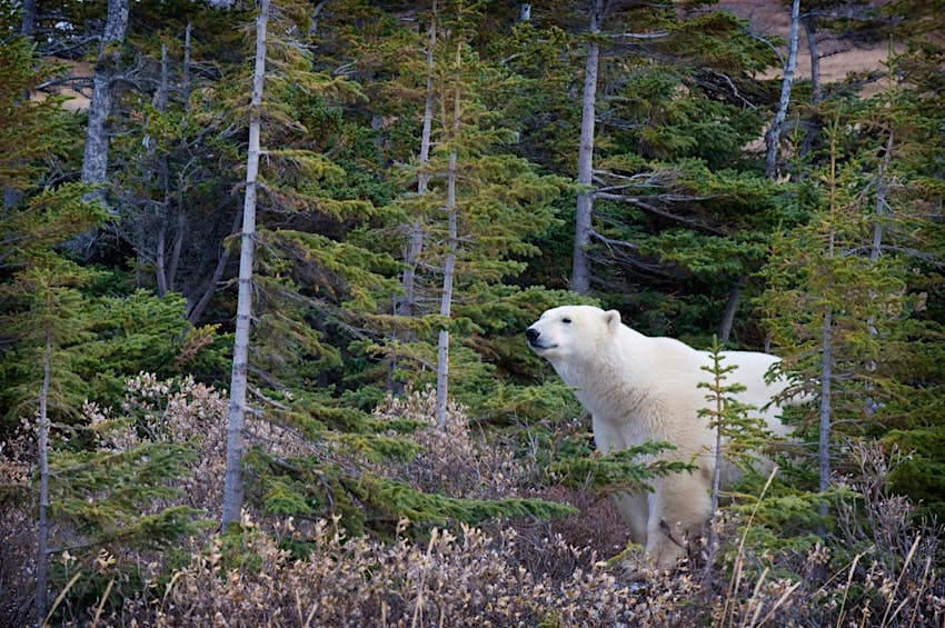 Un oso polar asoma la cabeza de un bosque con flores moradas en primer plano