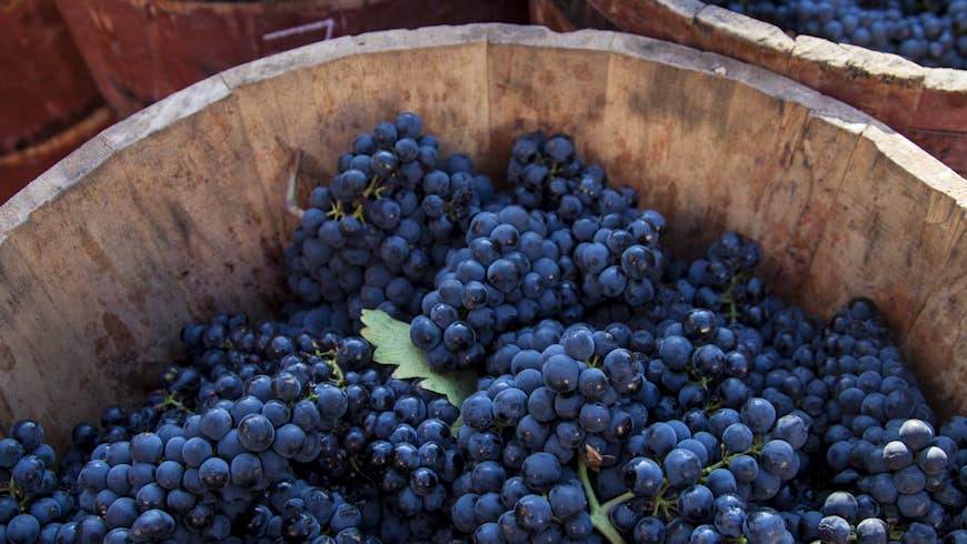 Dark grapes in several barrels at a wine cellar in Haro, La Rioja