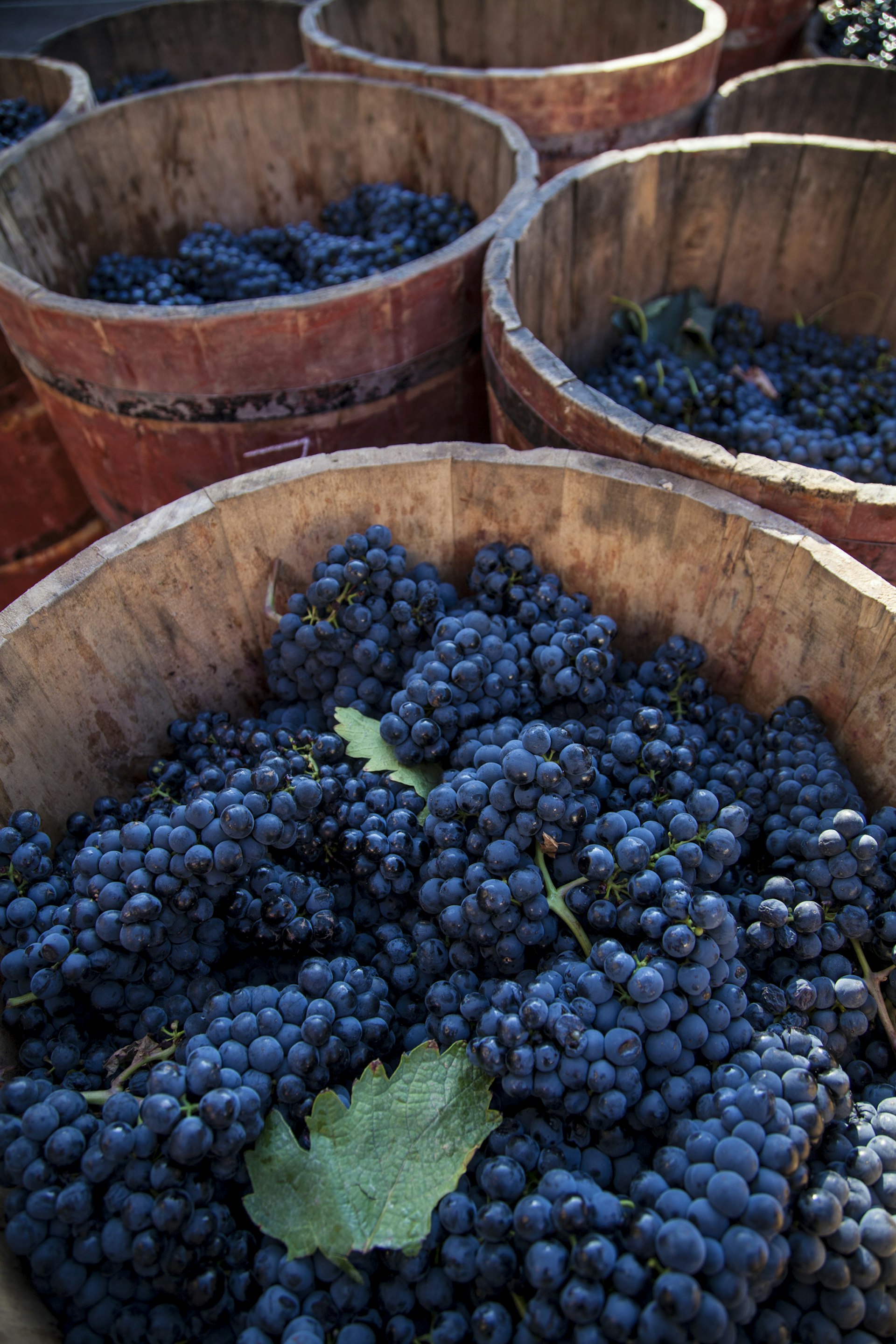 Dark grapes in several barrels at a wine cellar in Haro, La Rioja