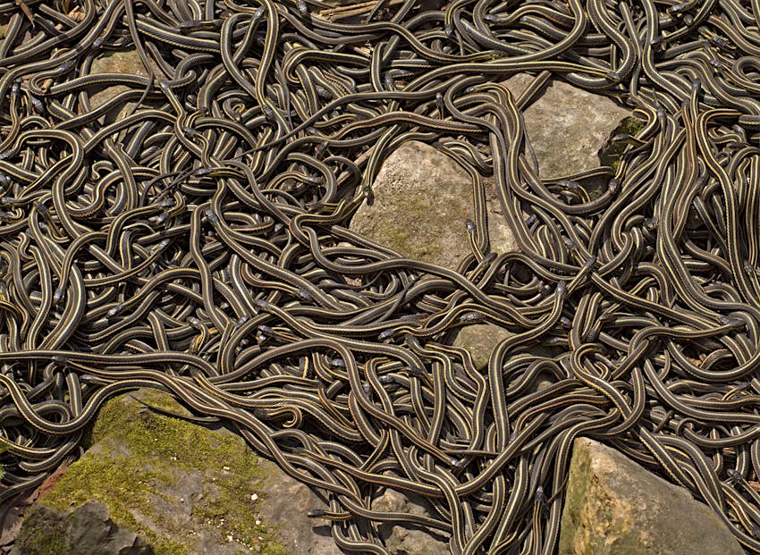 Docenas y docenas de serpientes de color gris parduzco se deslizan unas sobre otras alrededor de un grupo de rocas