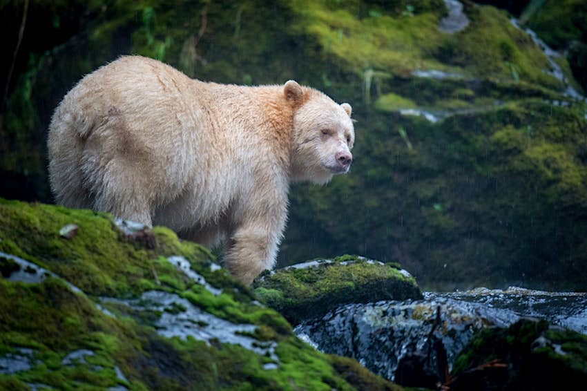 Características - Spirit Bear, Gribbell Island, BC Un oso con pelaje blanco se alza sobre una roca cubierta de musgo en un arroyo junto a una cascada en la Gran Selva Tropical del Oso de Canadá