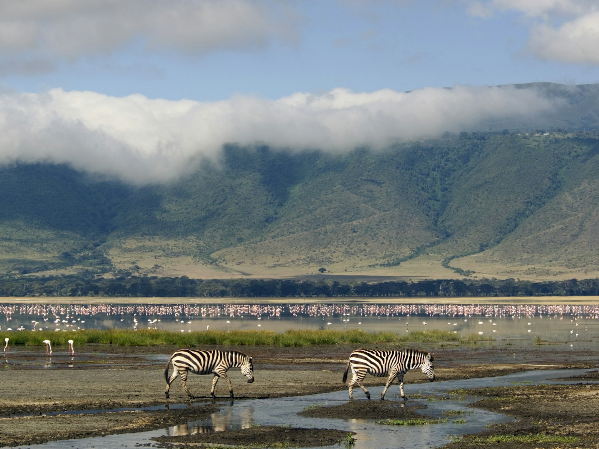 Two zebras walk through water in the foreground. A host of flamingos can be seen in a lake in the distance.