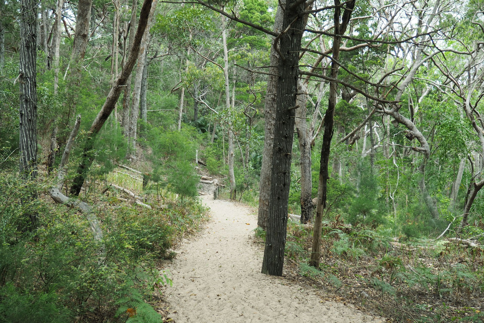A woodland hiking trail on Fraser Island, Australia