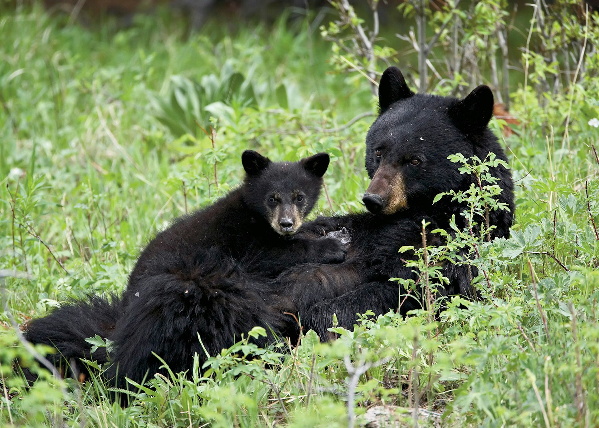 A bear with its cub in Yellowstone National Park © Matt Munro / Lonely Planet