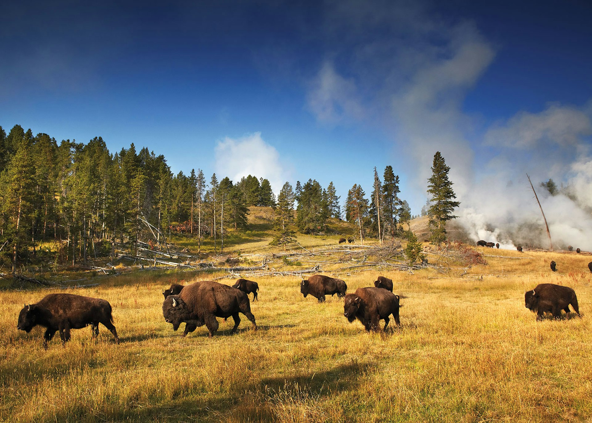 A herd of bison strolls past the steaming Mud Volcano in Hayden Valley, north of Yellowstone Lake in Yellowstone National Park © Matt Munro / Lonely Planet