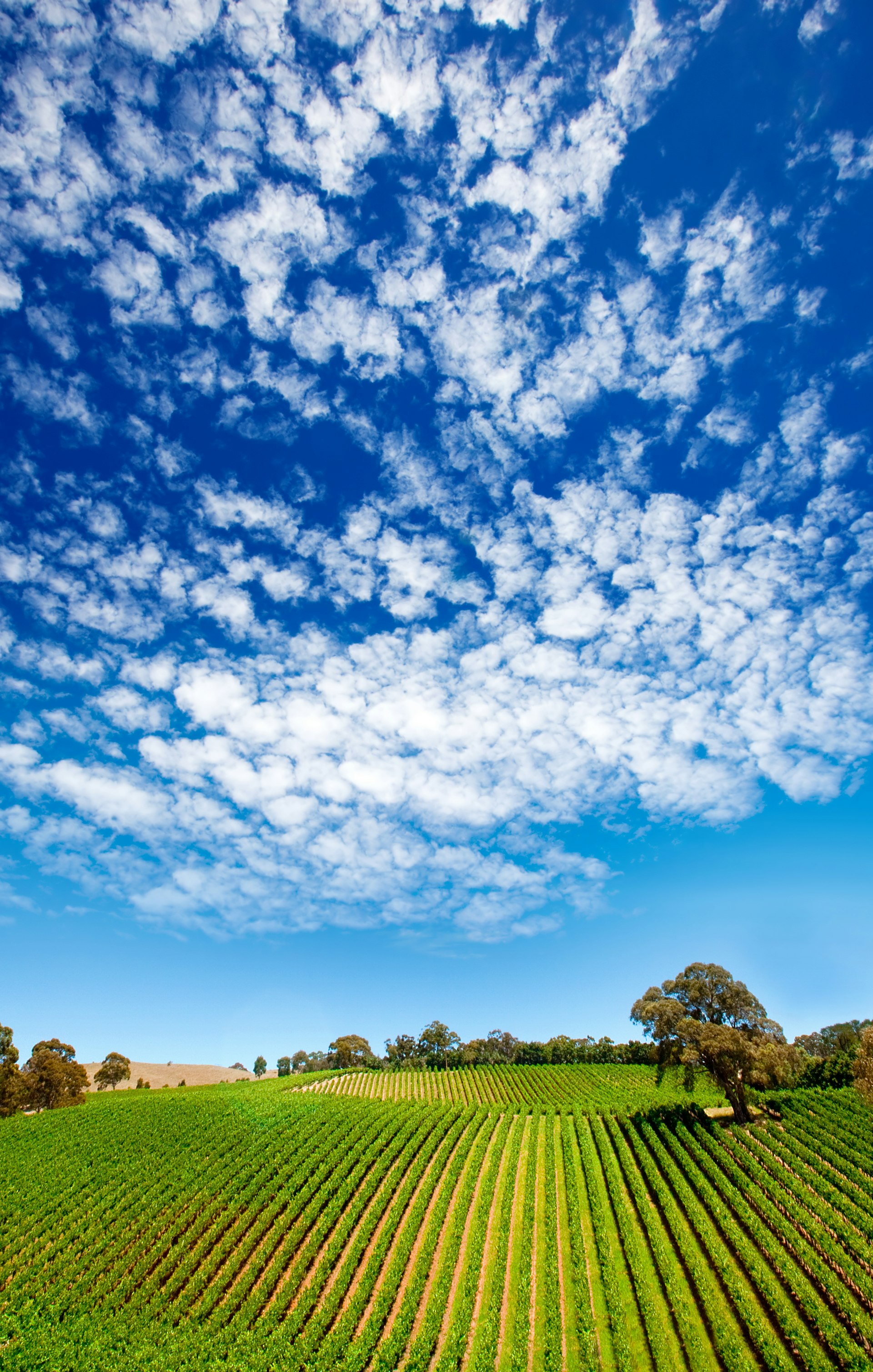 vineyard adelaide