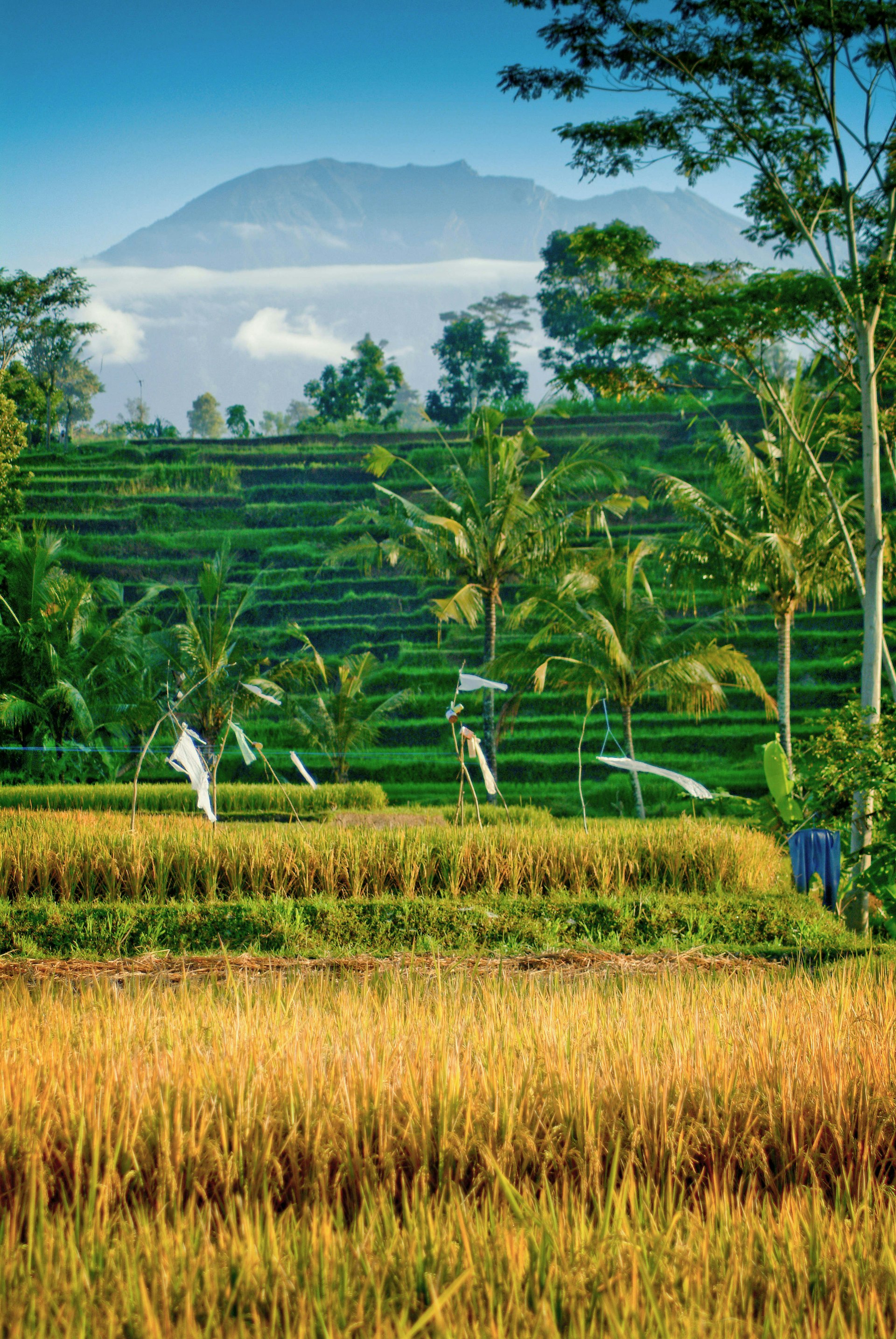 Sideman-bali-rice-fields