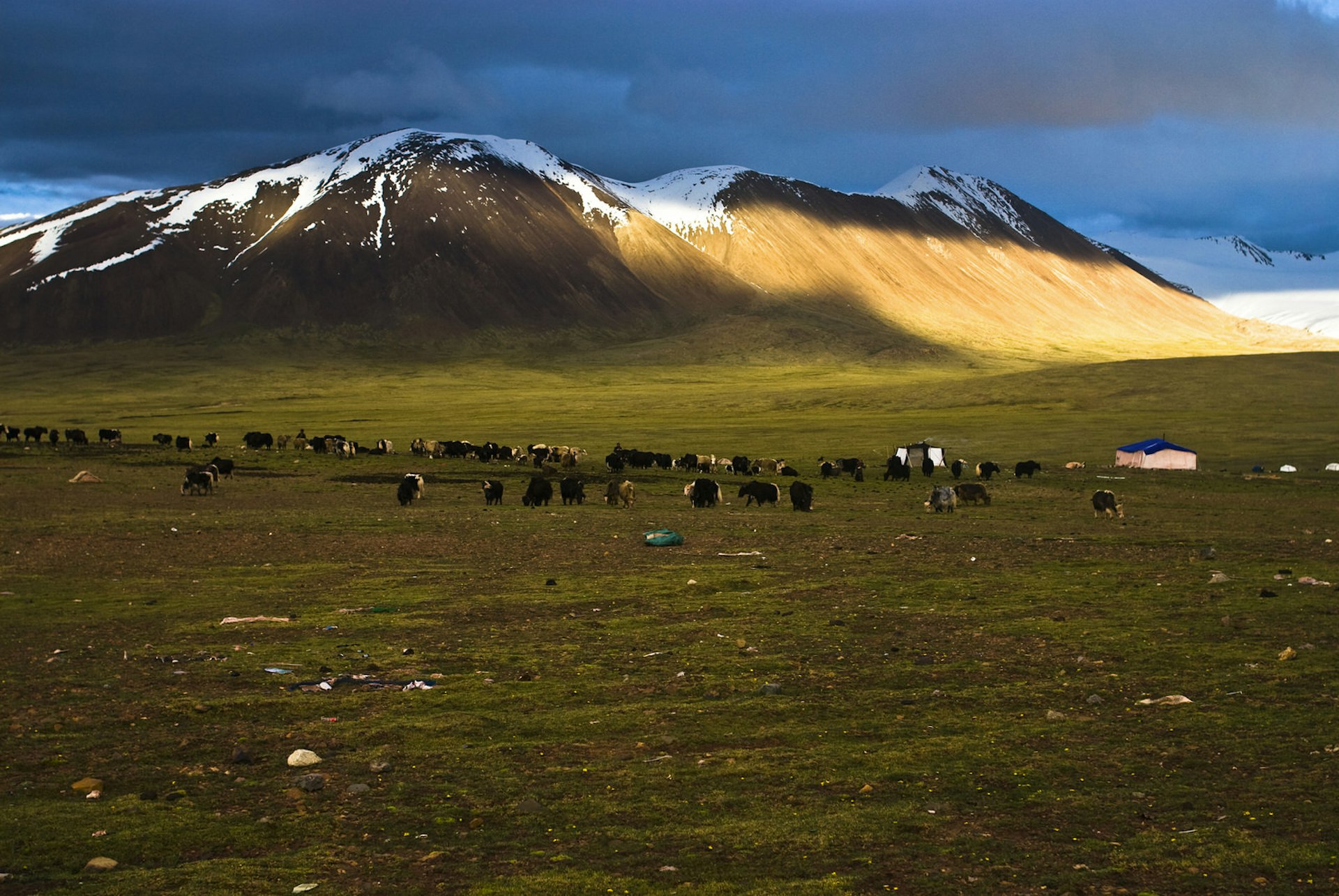 Nomads live closely with their yaks, using yaks for food and shelter © Sino Images / Getty