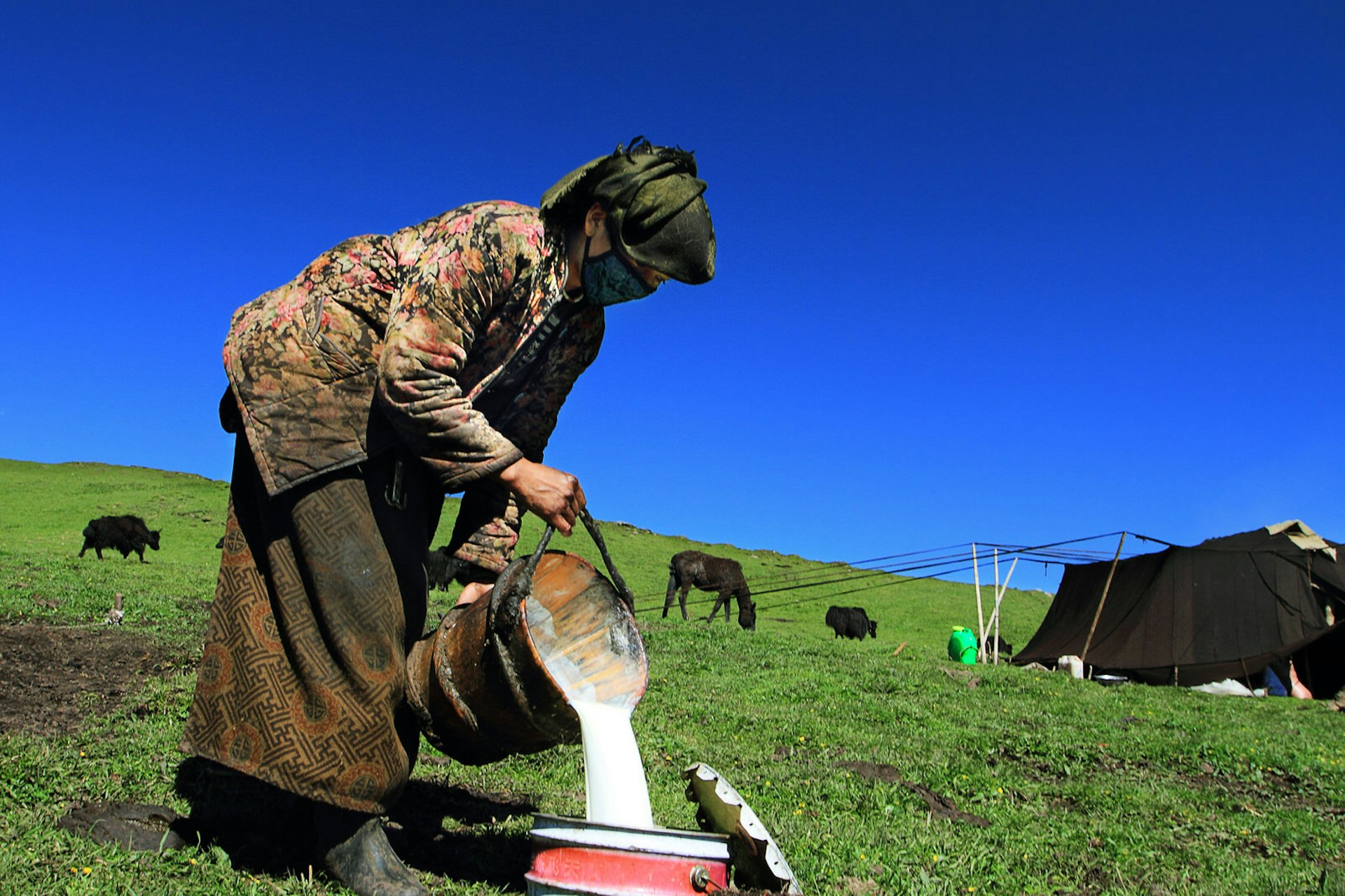 A nomadic woman pouring milk of milked from the yaks into a big can to make sour milk, butter and butter tea © Sayid Budhi / Getty