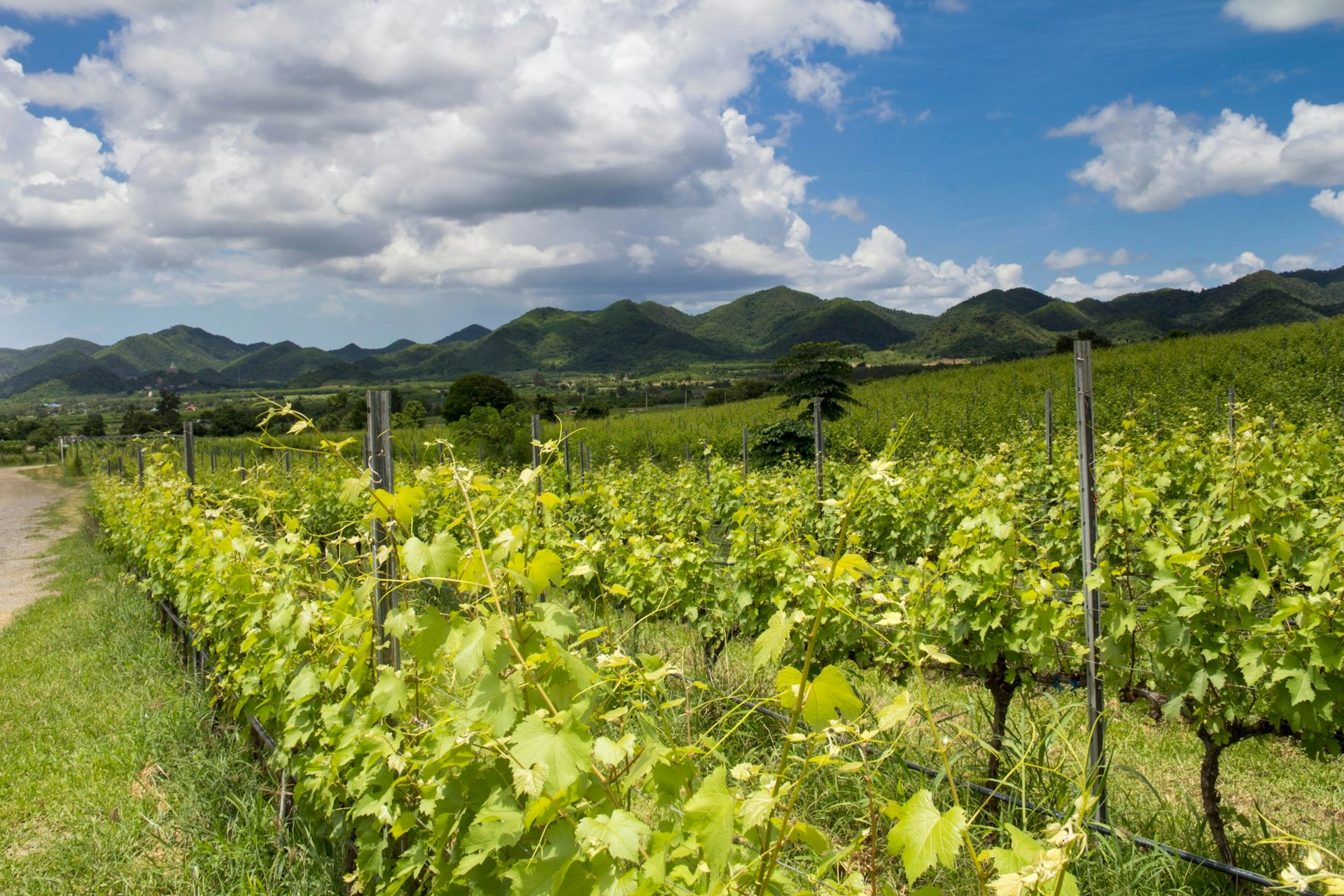 Features - Vines growing at the Hua Hin Hills Vineyard , Hua Hin, Thailand