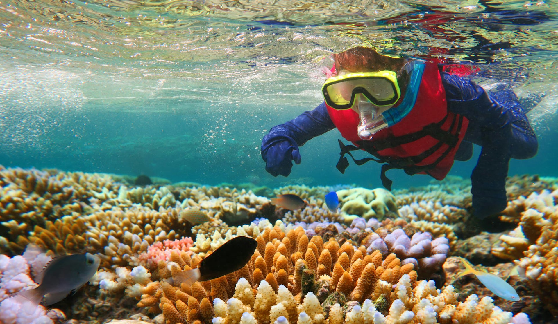 A person snorkels in shallow water over the reef, with colourful coral and a few fish below them
