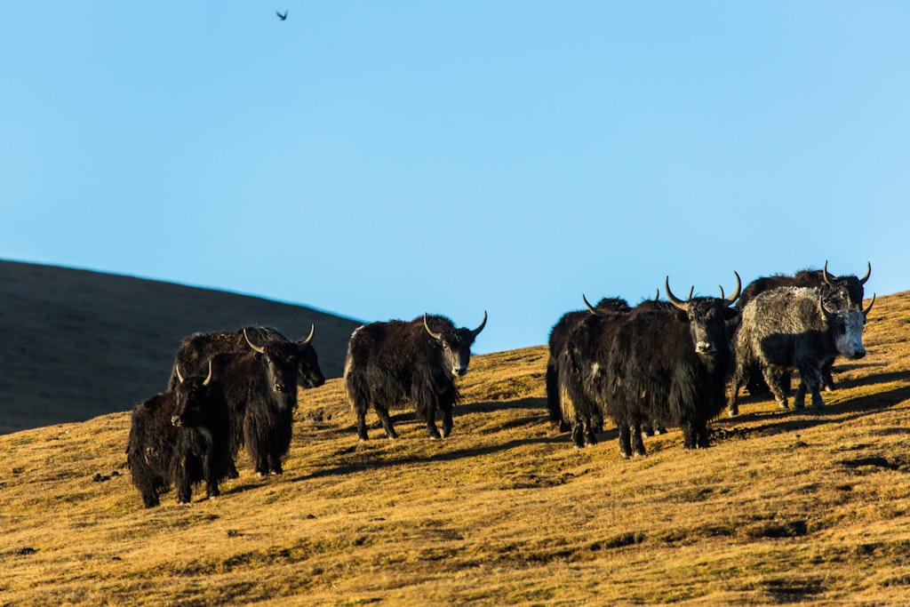 Sleeping under yak hair: life with Gansu's Tibetan nomads - Lonely Planet