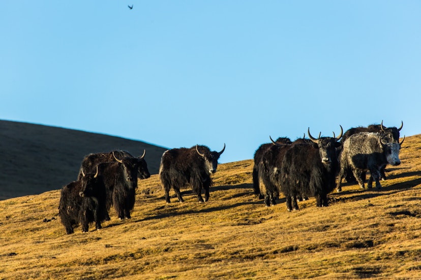 Tibetan nomads farm plateau yaks in Gansu province © zhouyousifang / Getty