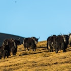 Tibetan nomads farm plateau yaks in Gansu province © zhouyousifang / Getty