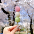 Features - Hanami dango during Sakura-viewing season at Asukayama Park,Tokyo.