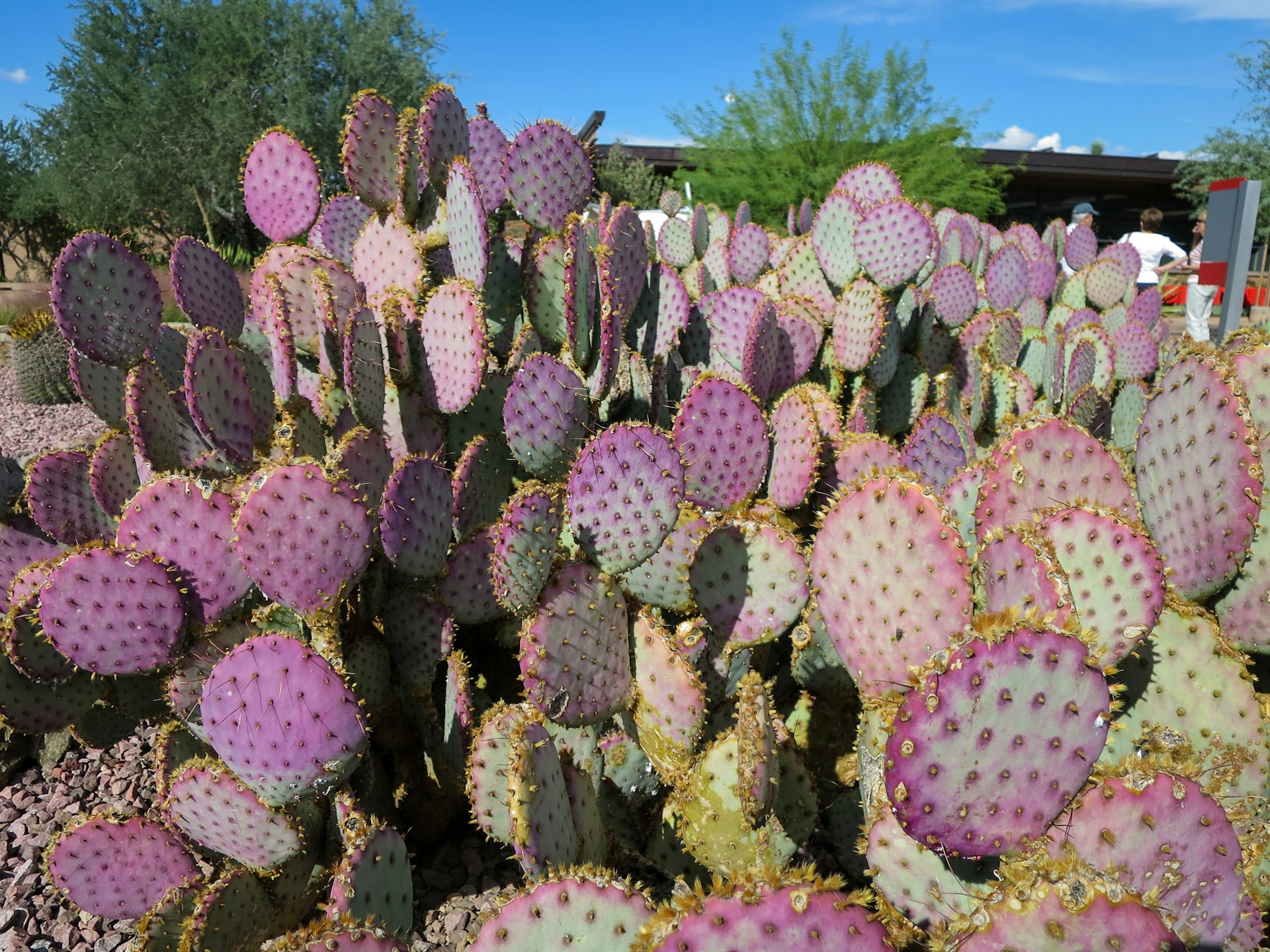 Prickly pear cactus in Arizona