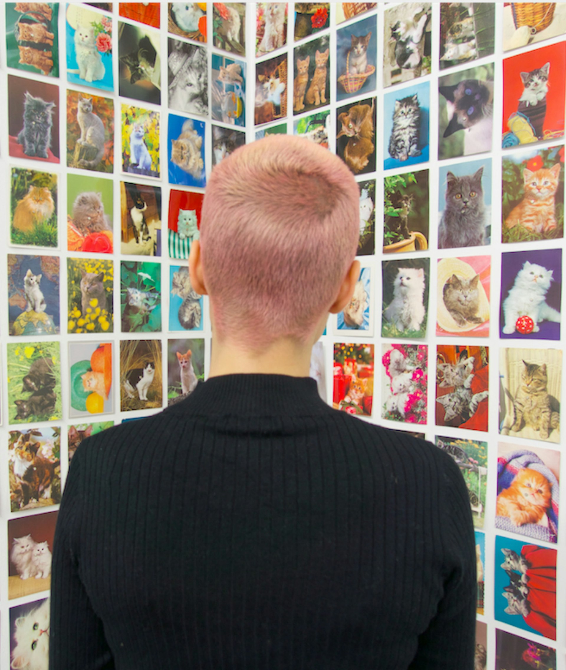 A girl with pink hair takes in an art display depicting cats