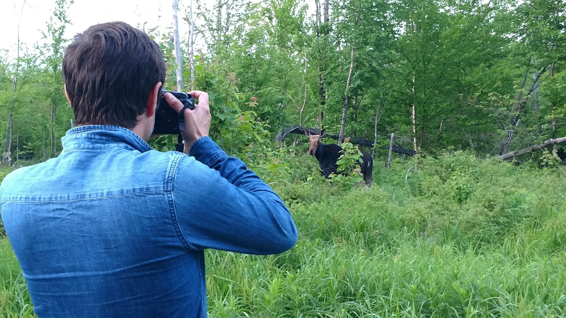 a man photographs a moose in Maine