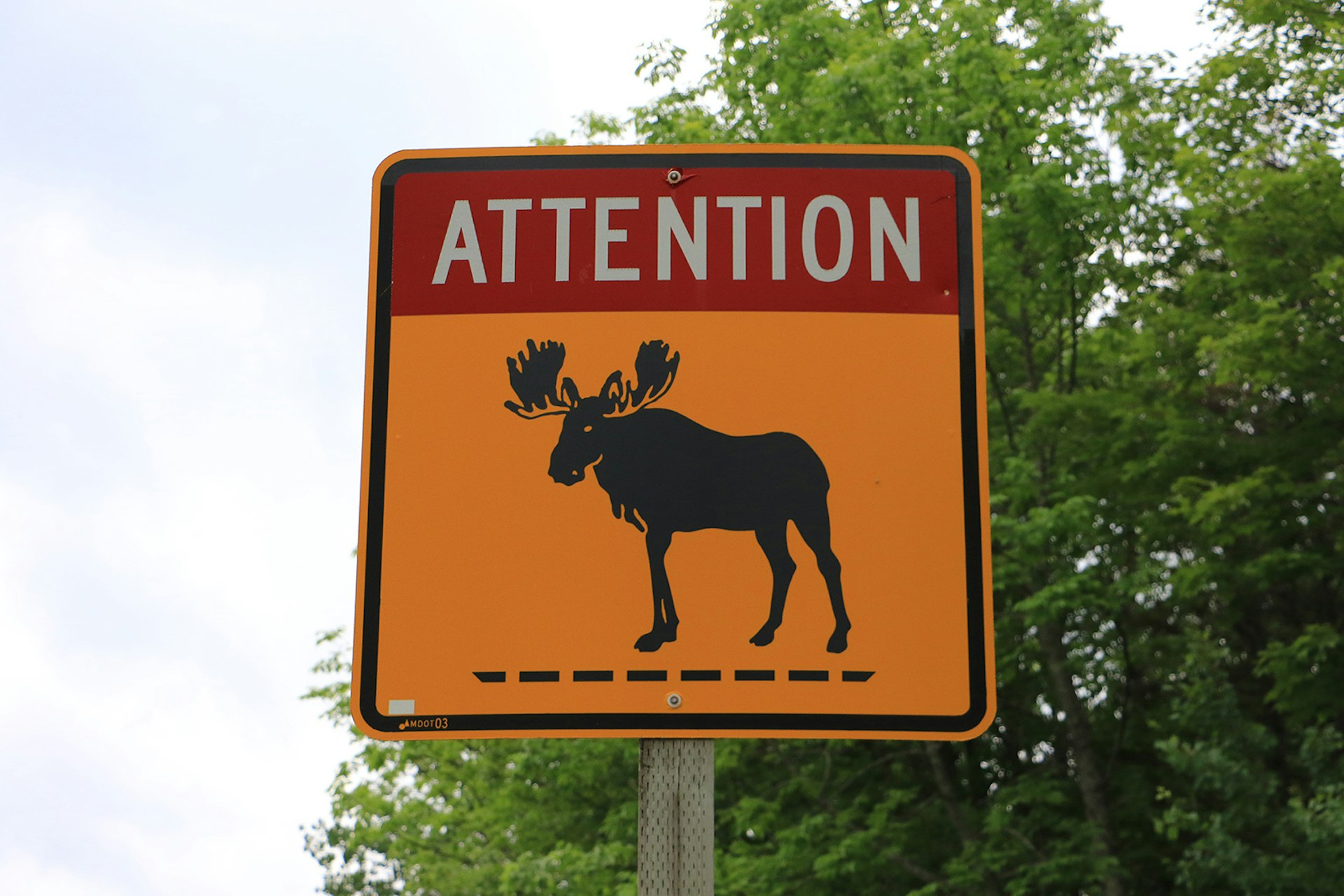 orange moose crossing sign