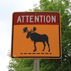 orange moose crossing sign