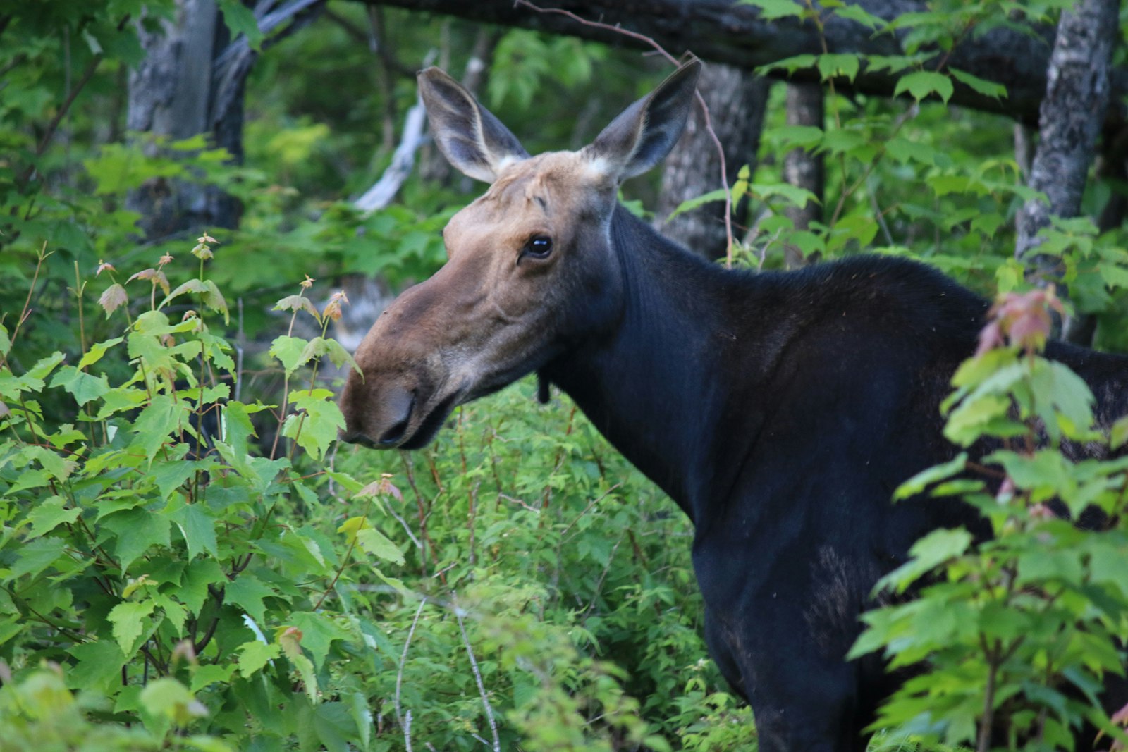 moose in maine forest