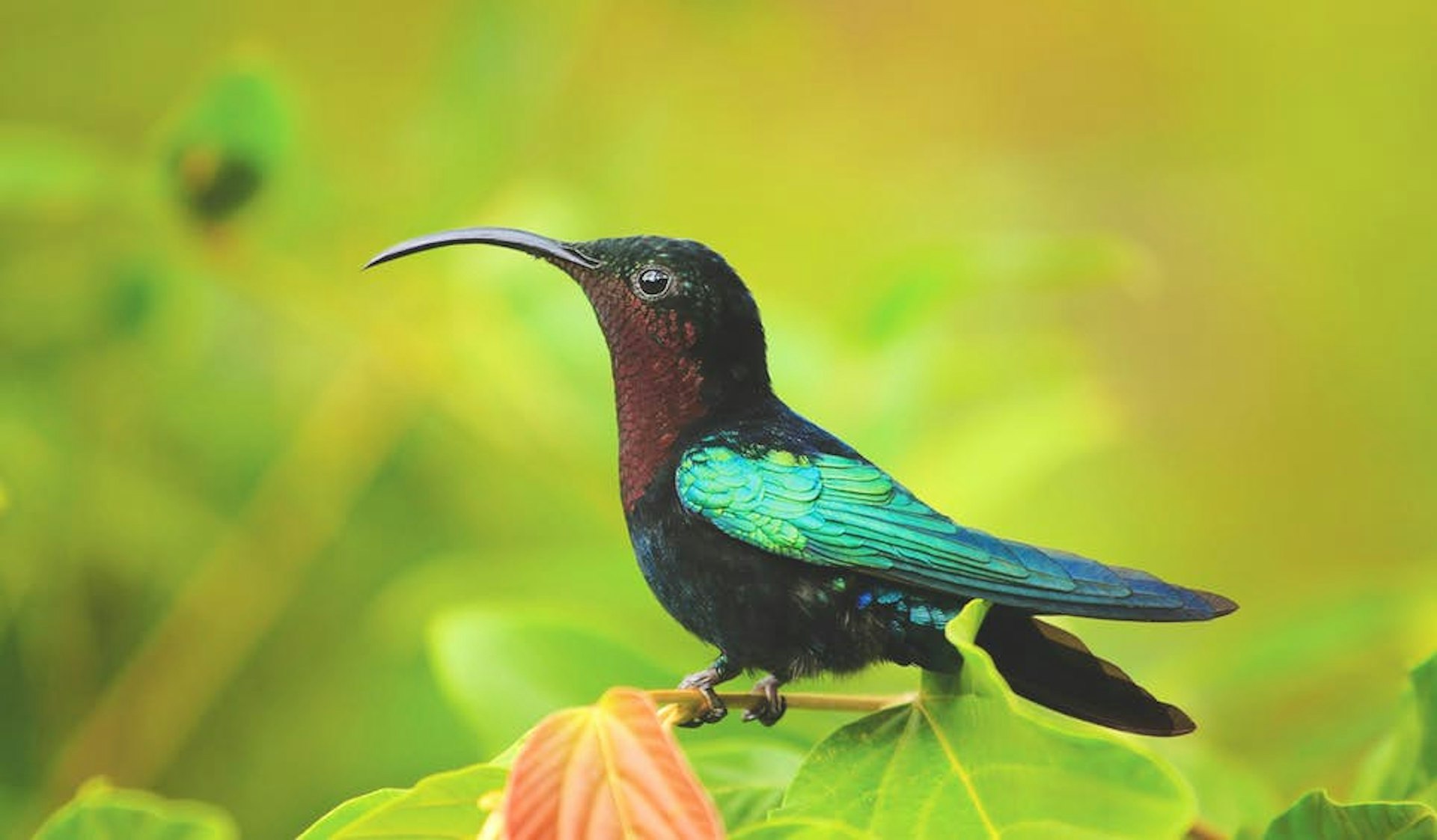 Undeveloped Dominica is a haven for hummingbirds and other wildlife © gydyt0jas © Getty Images