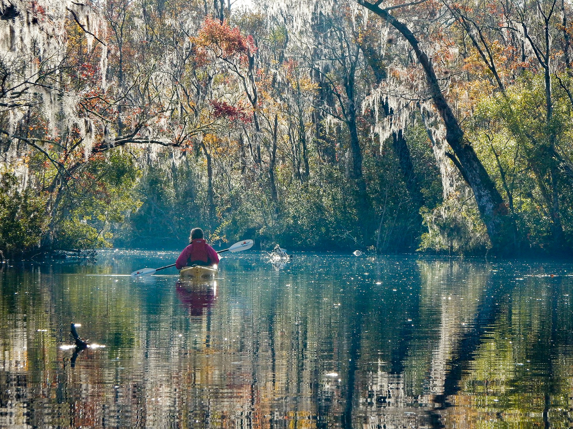 Kayaking amid Spanish moss in Jacksonville, Florida