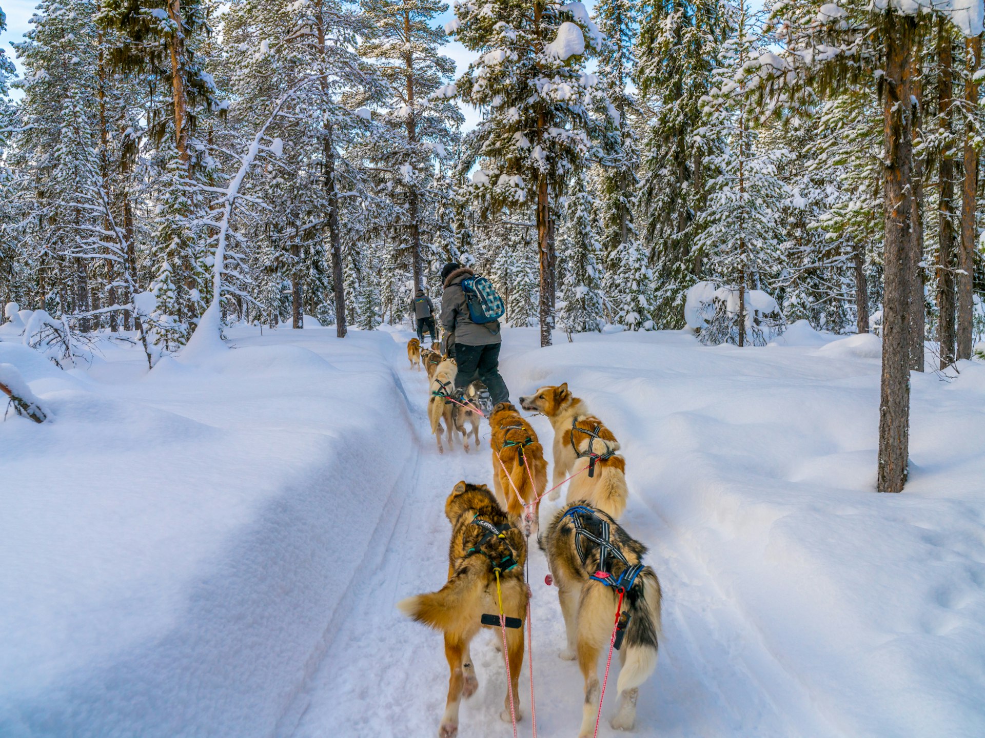 A pack of dogs pulling a sled through Sweden's snowy countryside