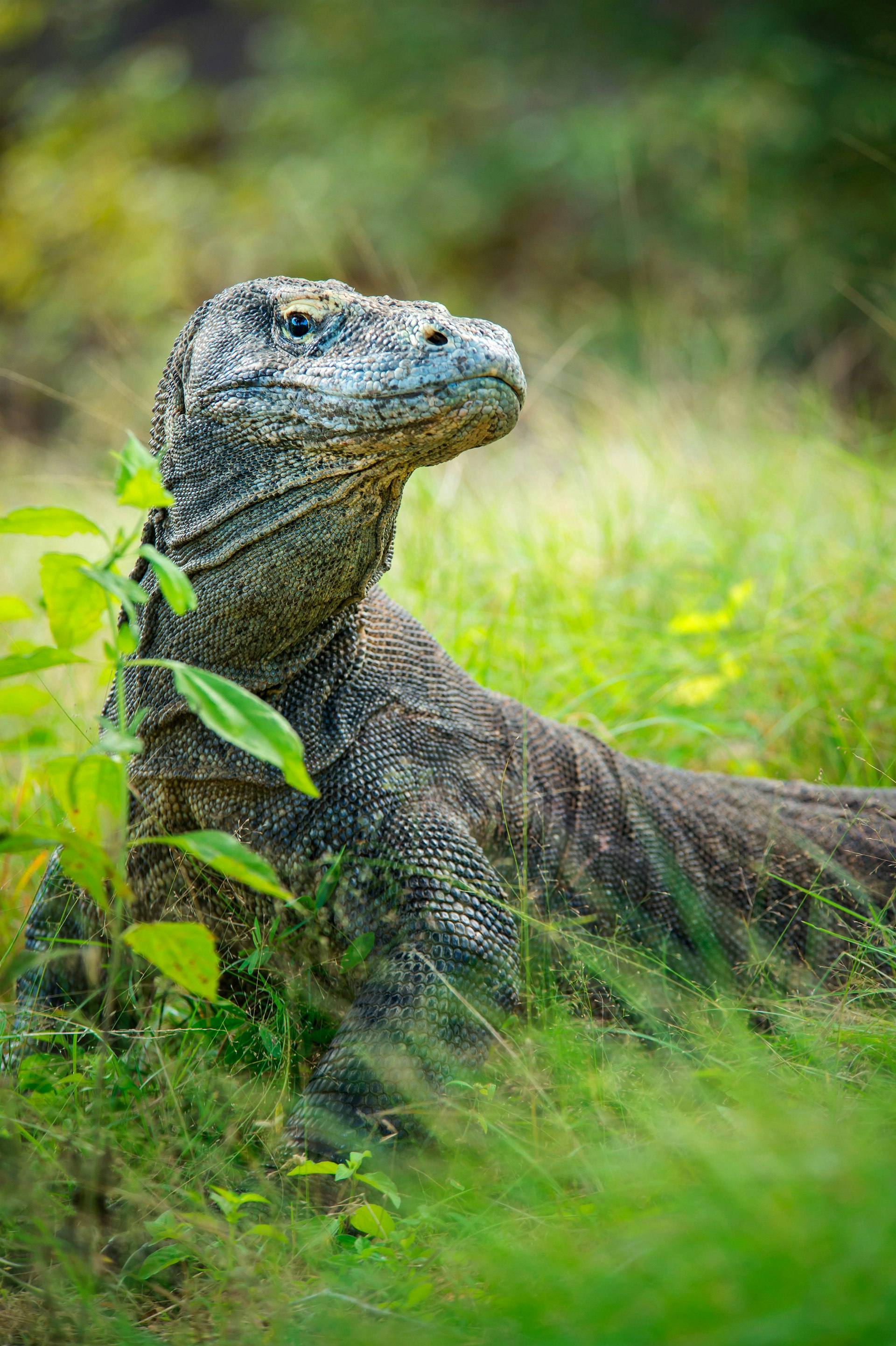 komodo-dragon-indonesia