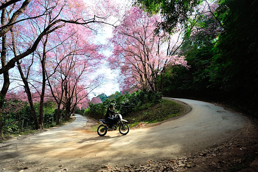 Un homme thaïlandais conduit une moto dans le parc national de Doi Suthep pendant la saison des cerisiers en fleurs en Thaïlande