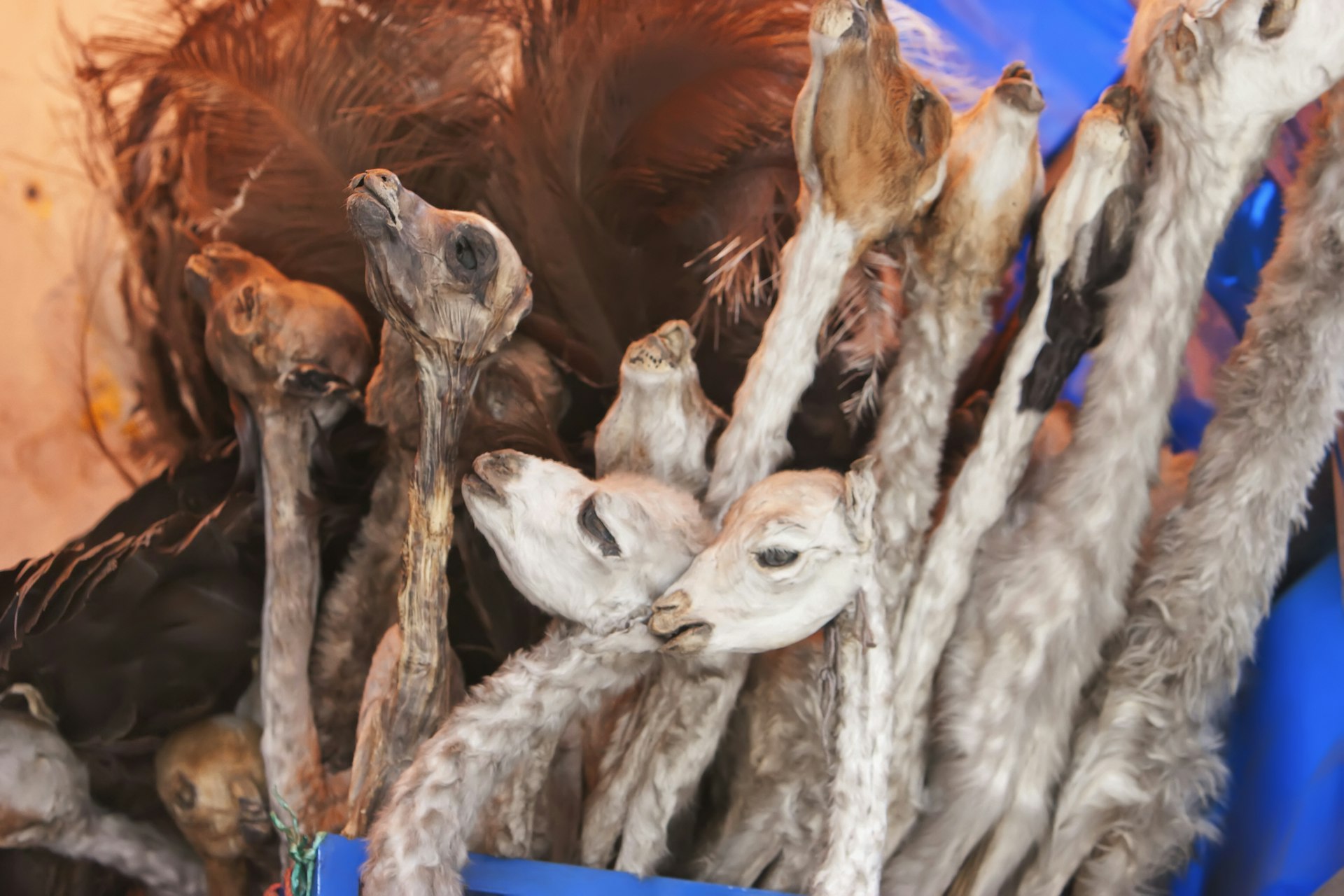 Features - Llama Foetuses For Sale At The Mercado De Las Brujas (Witches' Market) On Calle Linares In La Paz. These Are Used In Ancient Inca Rites To Bring Good Luck Or The Good Will Of The Goddess Pachamama (Mother Earth)., La Paz Department, Bolivia