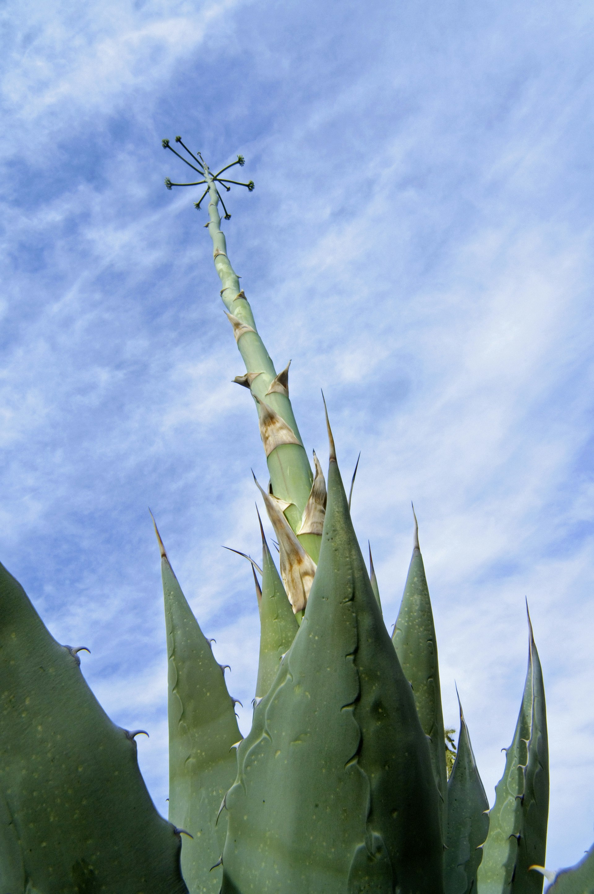 Parry's century plant / Parry's agave / mescal agave (Agave parryi) native to Arizona, New Mexico, and northern Mexico showing spiny leaves and stalk. (Photo by: Arterra/UIG via Getty Images)