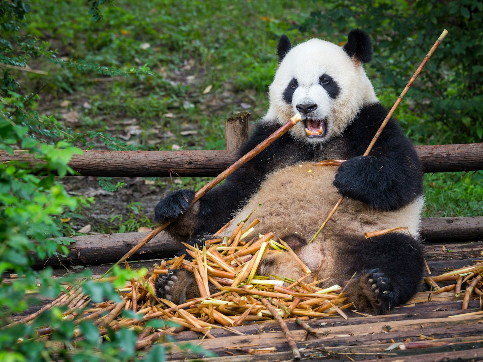 A giant panda chomps on bamboo at the panda breeding base in Chengdu © kiszon pascal / Getty