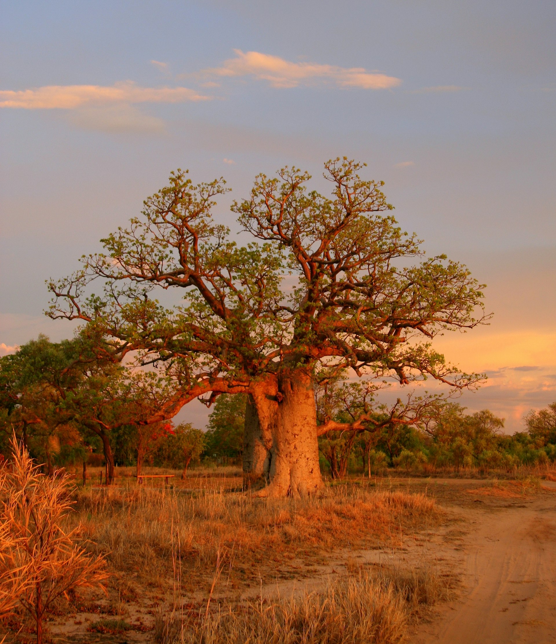 Boab tree, Kimberly, Australia © kkaplin / Shutterstock